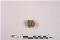 藏品(棕粉盤菌)的圖片